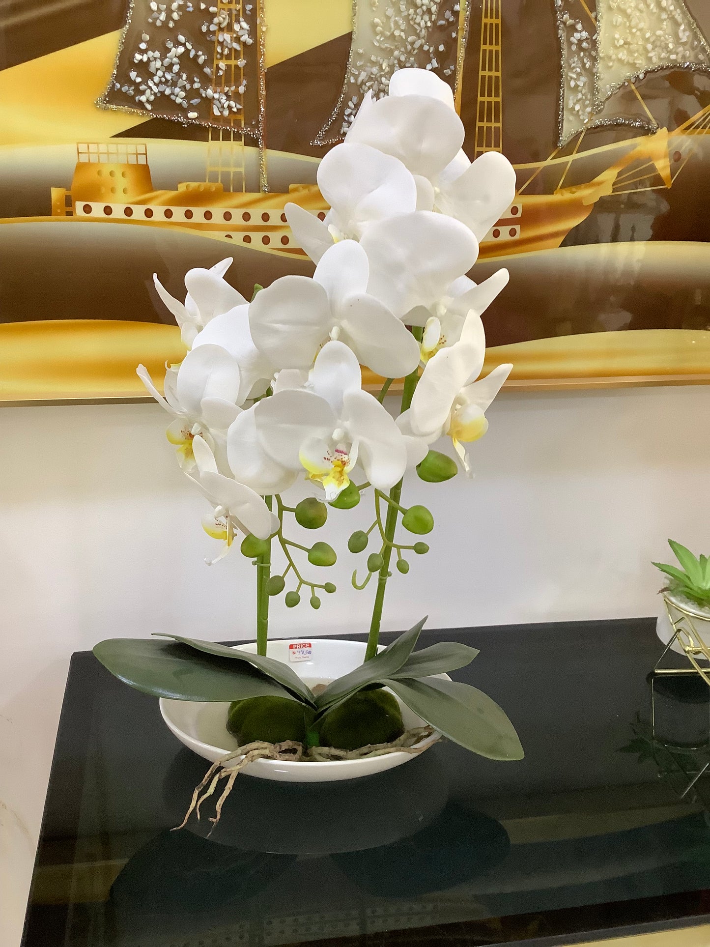 Orchid plant