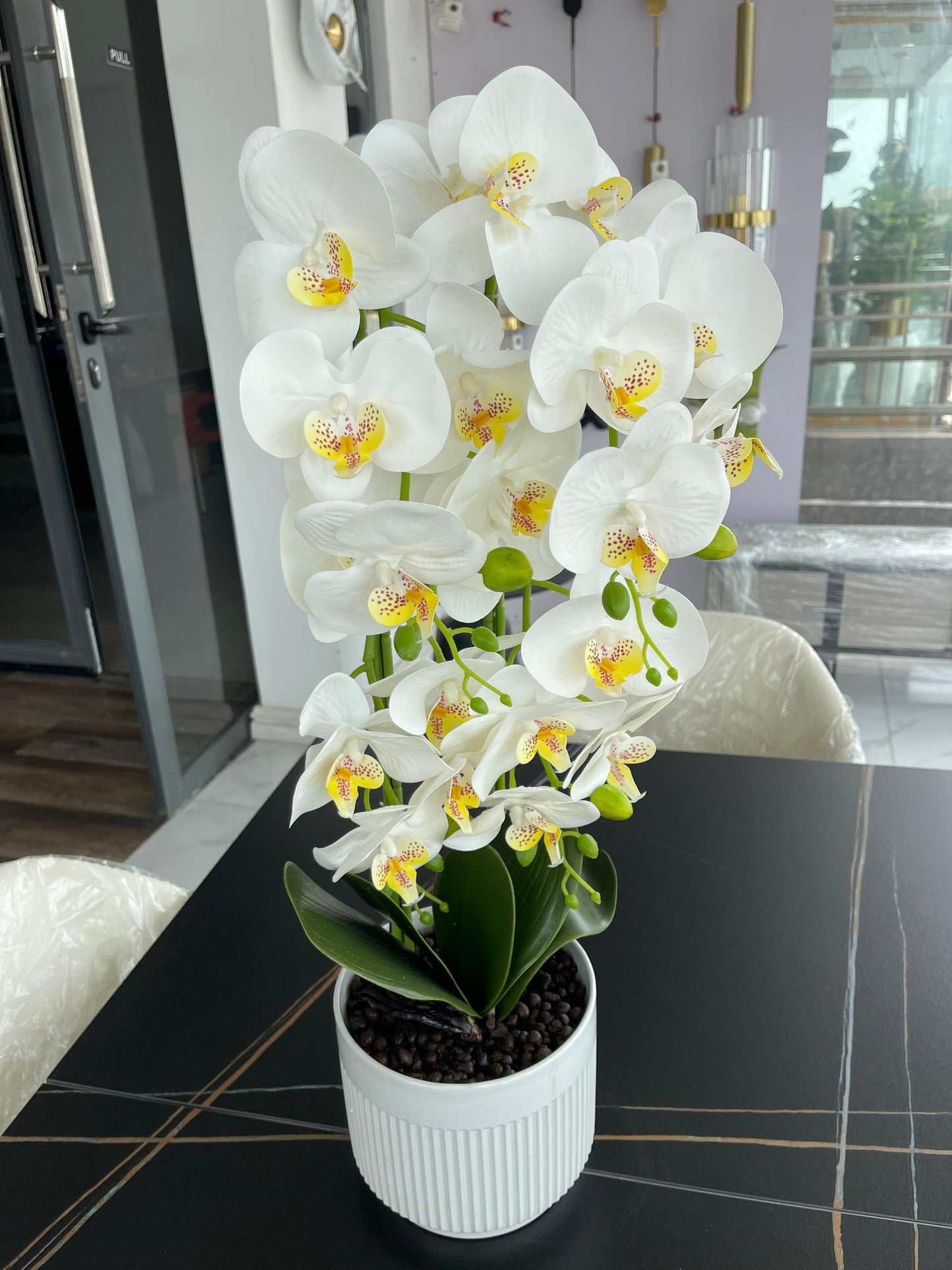 Large orchid plant