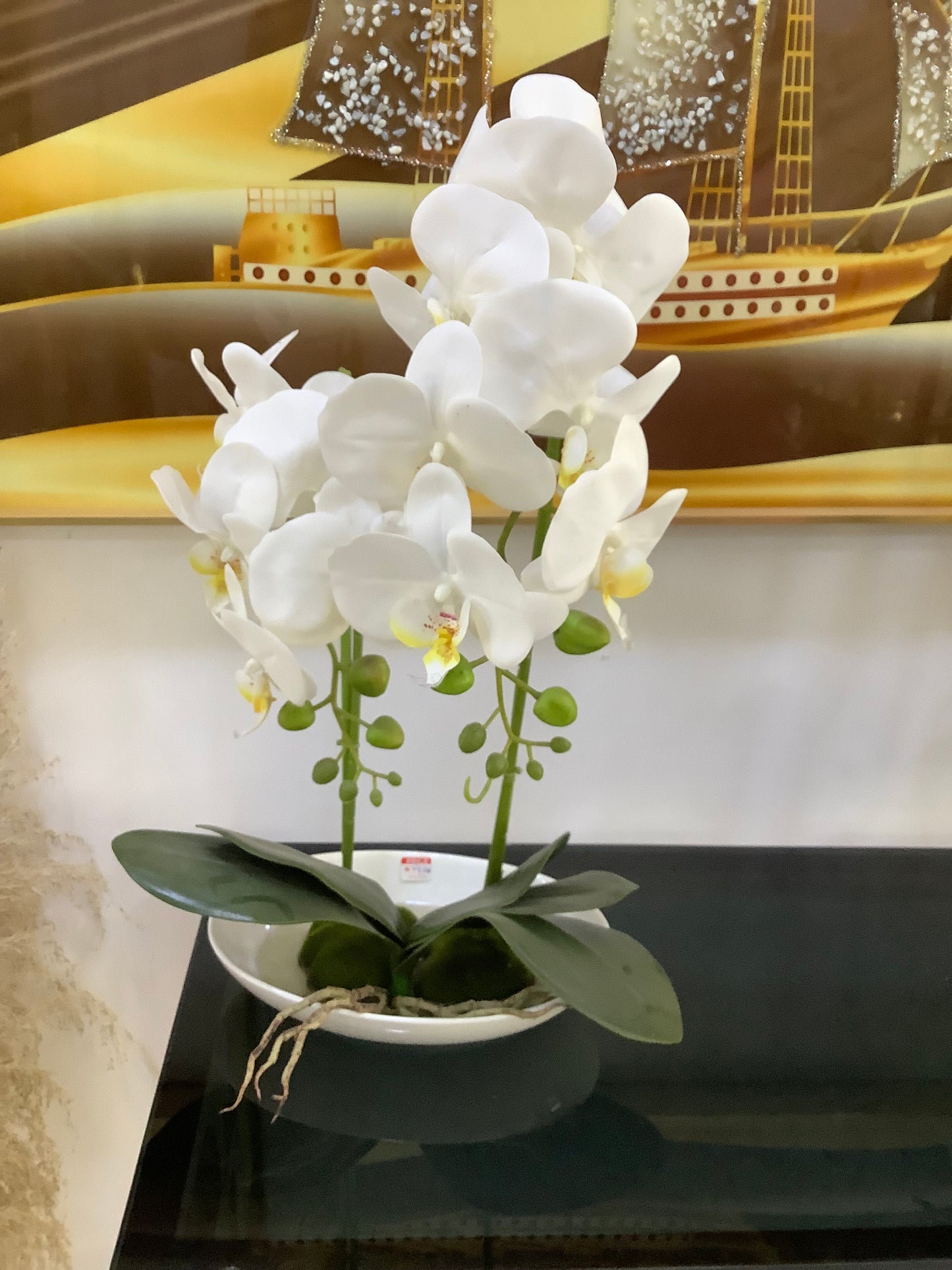 Orchid plant