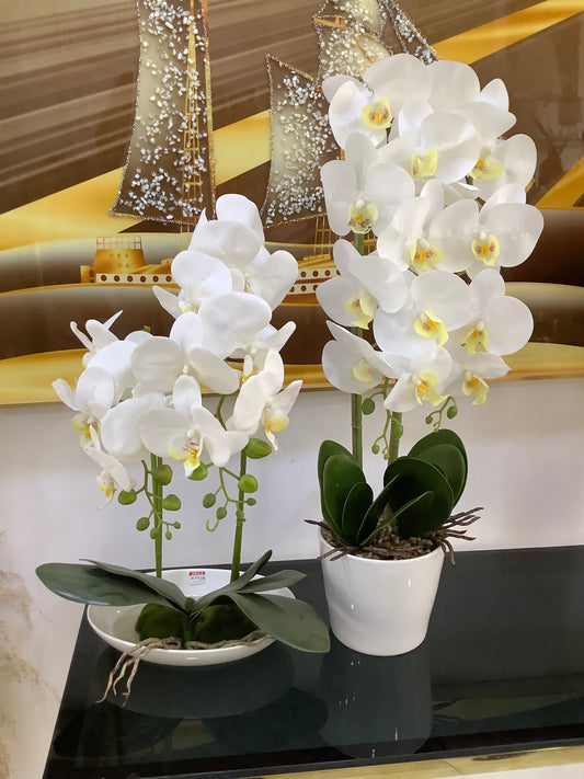 Orchid plant